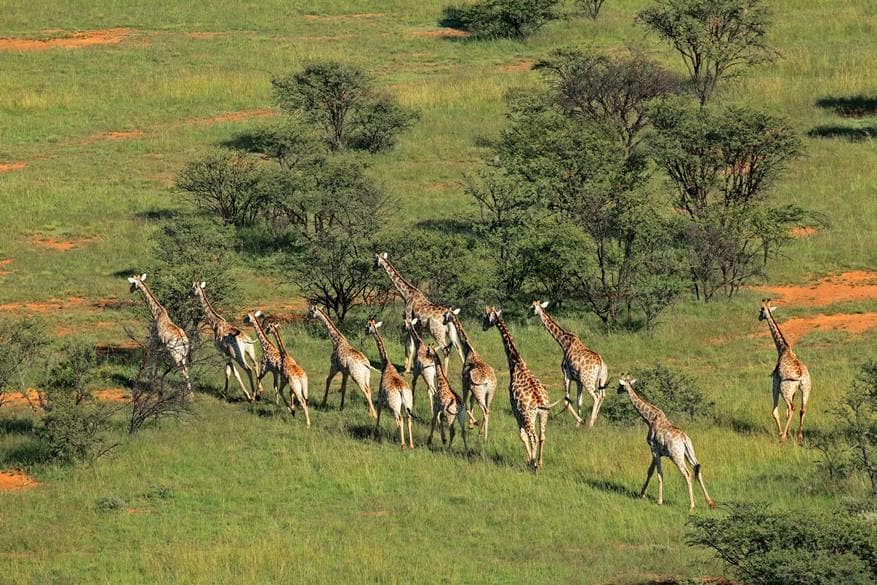Szafari, Afrika
